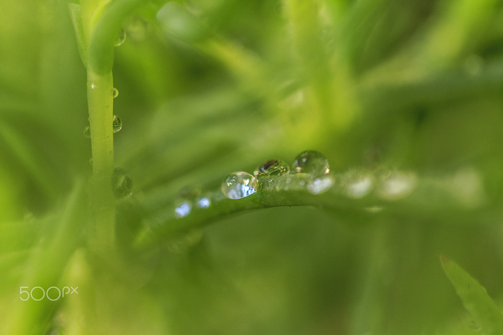 Canon EOS 6D + Canon EF 100mm F2.8 Macro USM sample photo. Dew photography