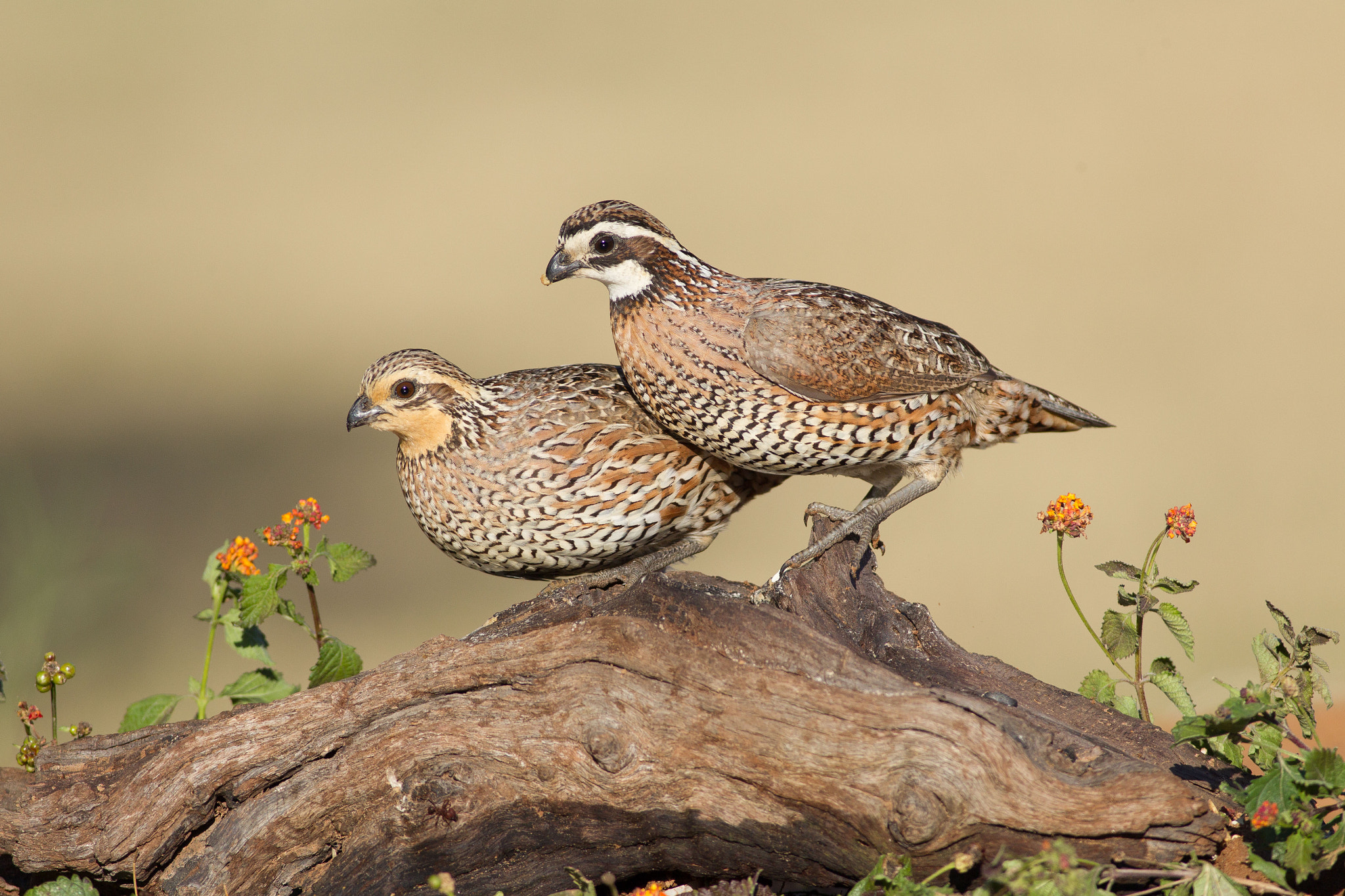 Canon EOS-1D Mark IV + Canon EF 400mm F5.6L USM sample photo. Northern bobwhites photography