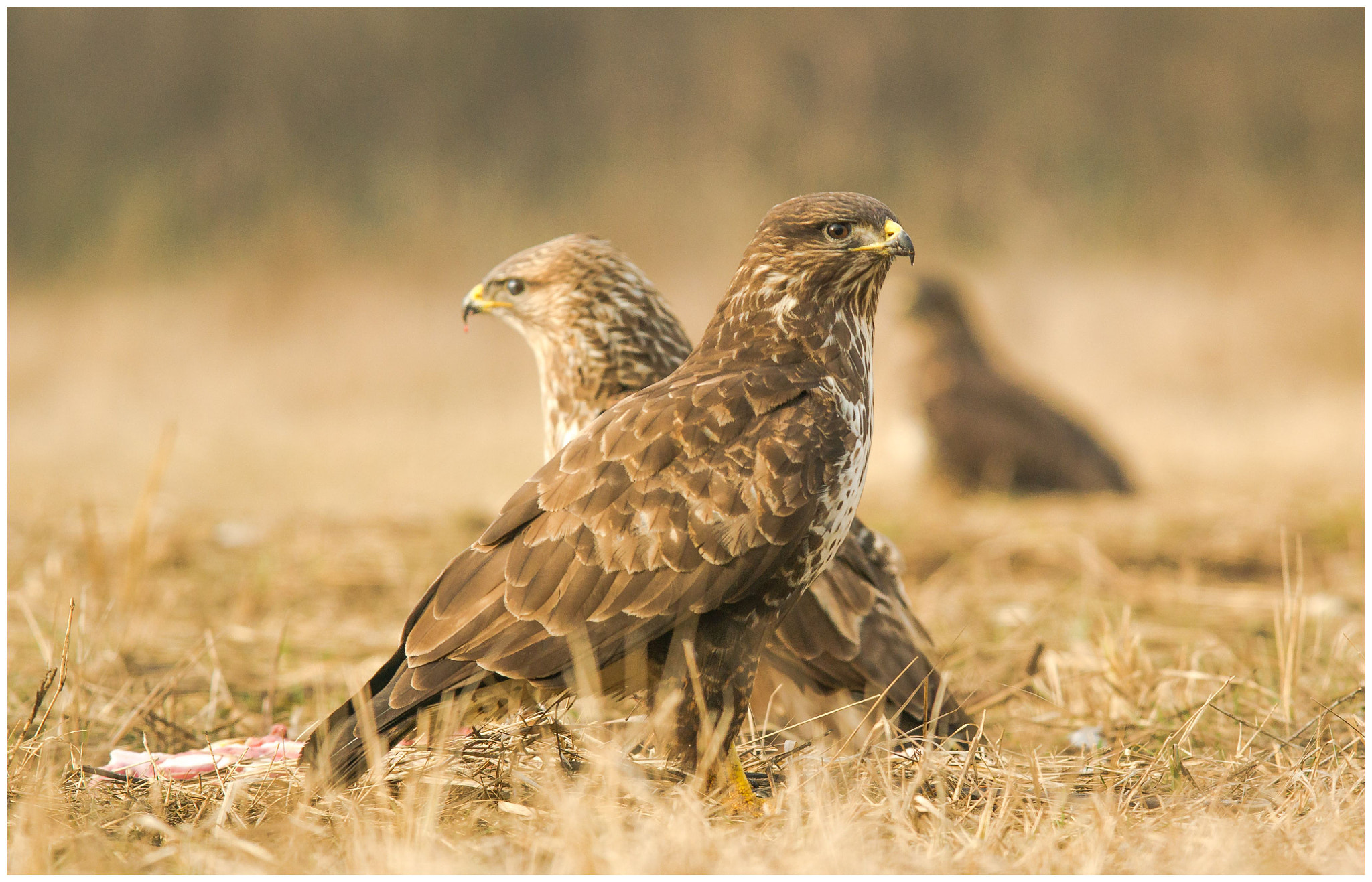 Sigma 30mm F1.4 EX DC HSM sample photo. Buzzard buddies photography