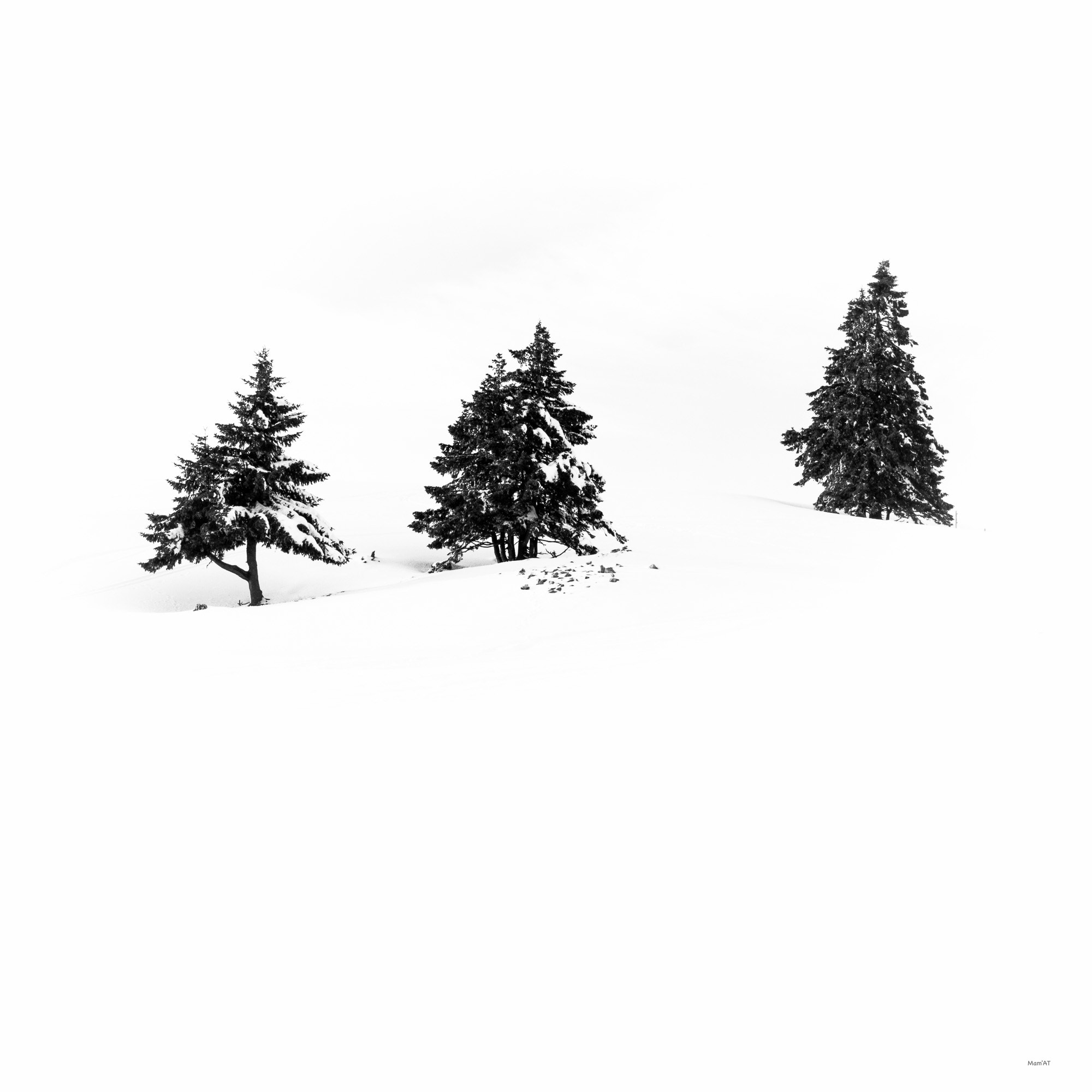 Canon EF 35mm F2 IS USM sample photo. Three trees photography