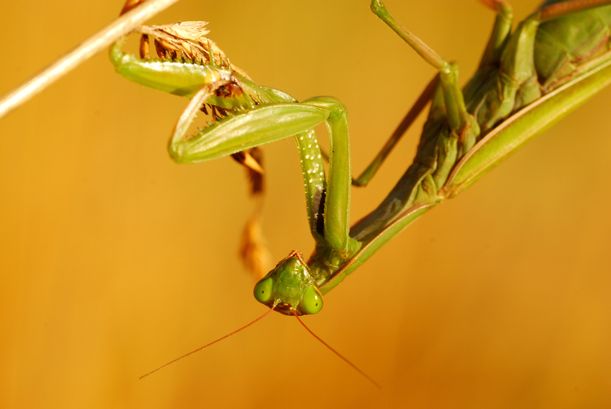 Nikon D80 + Sigma 105mm F2.8 EX DG Macro sample photo. Praying mantis photography