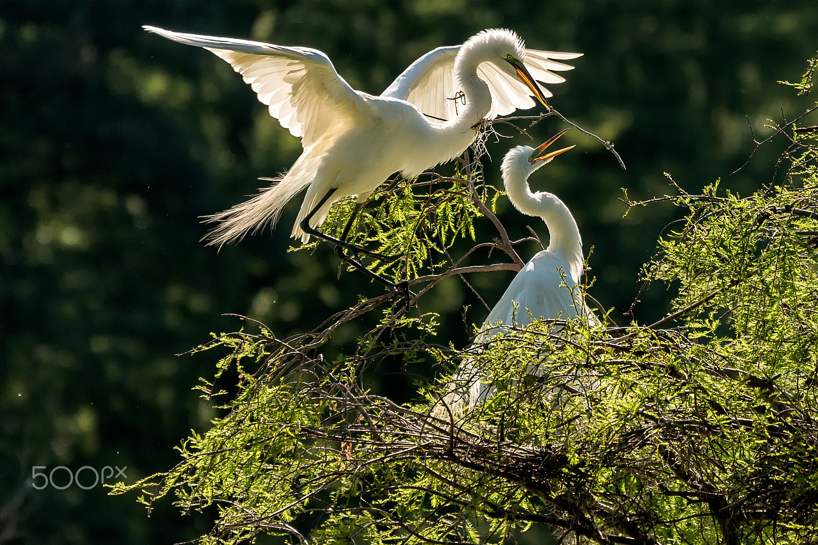 Sigma 50-500mm f/4-6.3 APO HSM EX sample photo. Great white egret giving branch to mate photography
