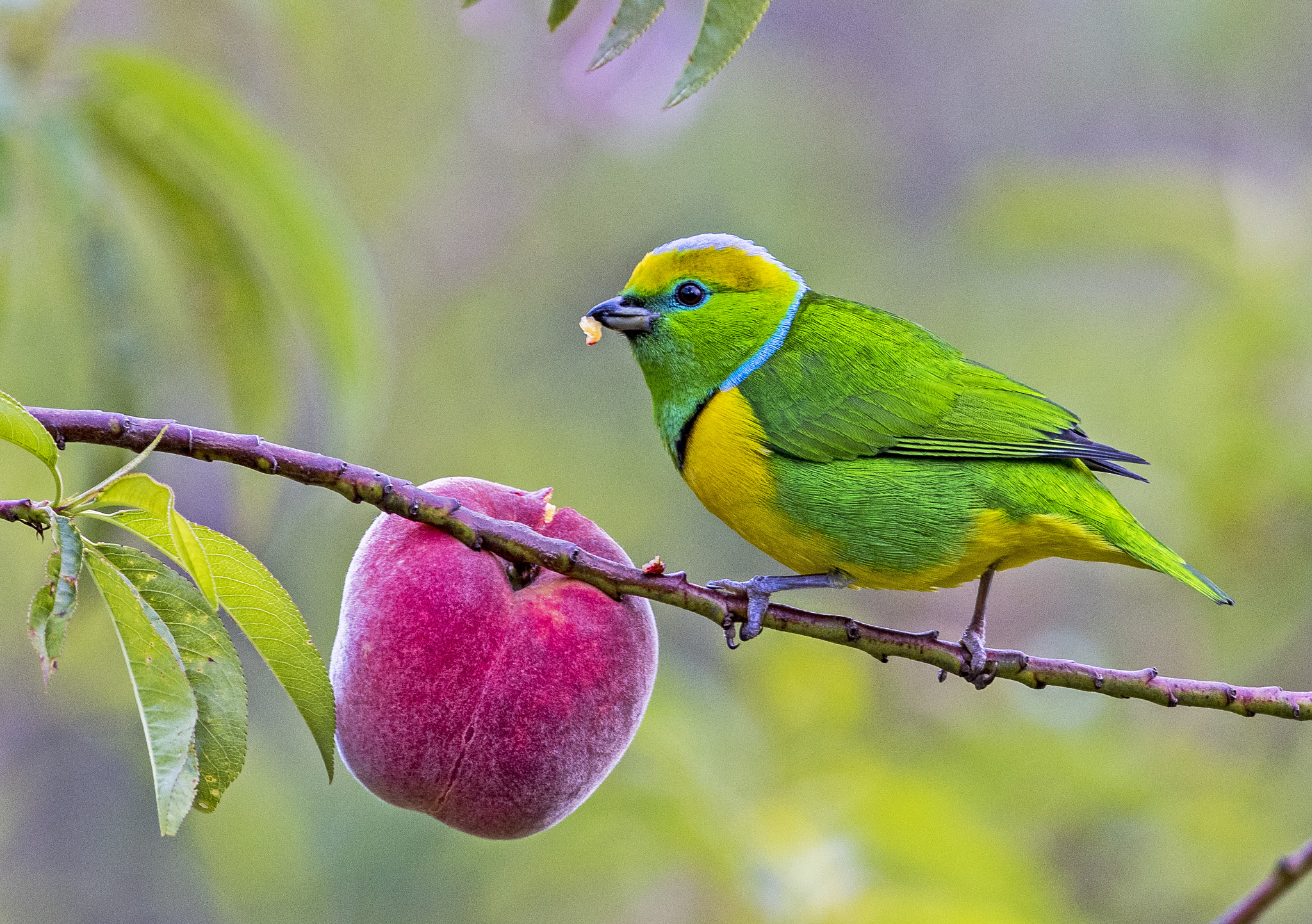 Nikon AF-S Nikkor 300mm F2.8G ED-IF VR sample photo. Golden-browed chlorophonia - male photography