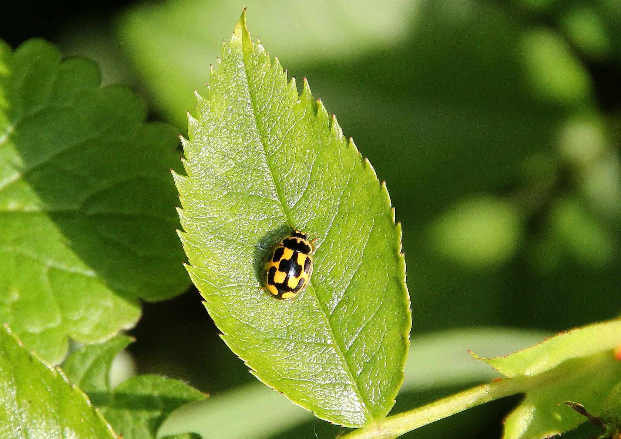 Canon EOS 550D (EOS Rebel T2i / EOS Kiss X4) + Canon 18-270mm sample photo. Ladybird photography