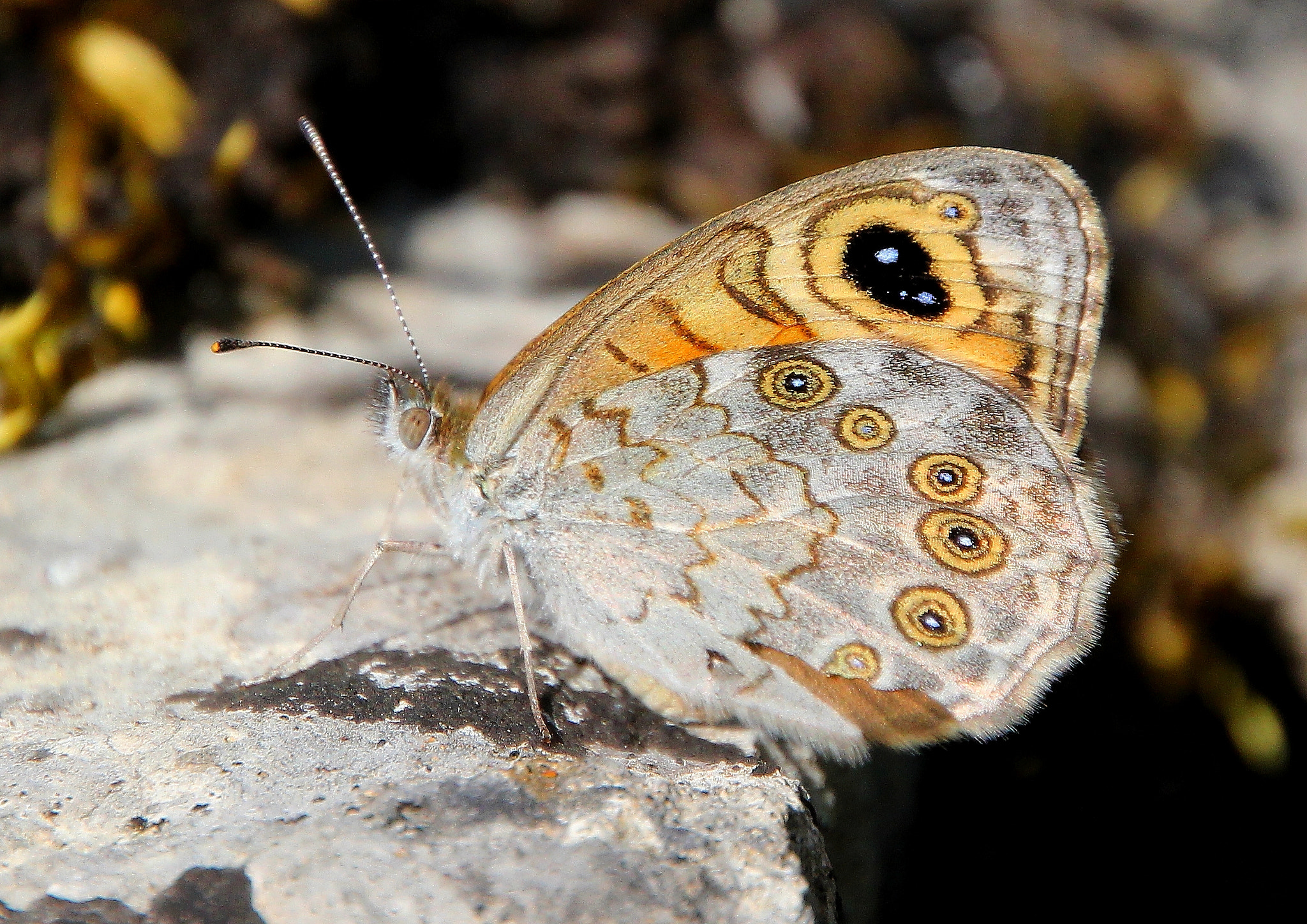Canon EOS 550D (EOS Rebel T2i / EOS Kiss X4) + Canon 18-270mm sample photo. Butterfly photography