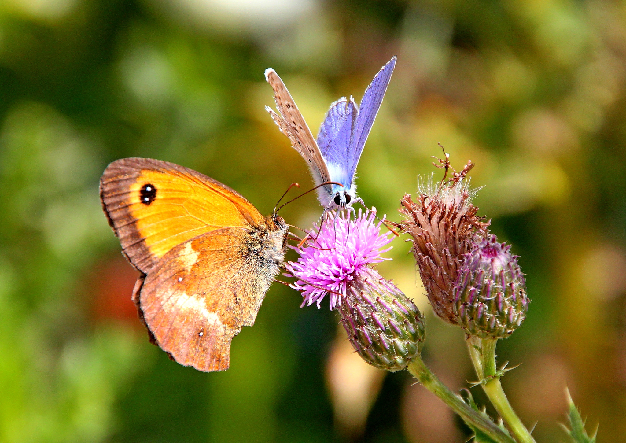 Canon EOS 550D (EOS Rebel T2i / EOS Kiss X4) + Canon 18-270mm sample photo. Butterfly photography