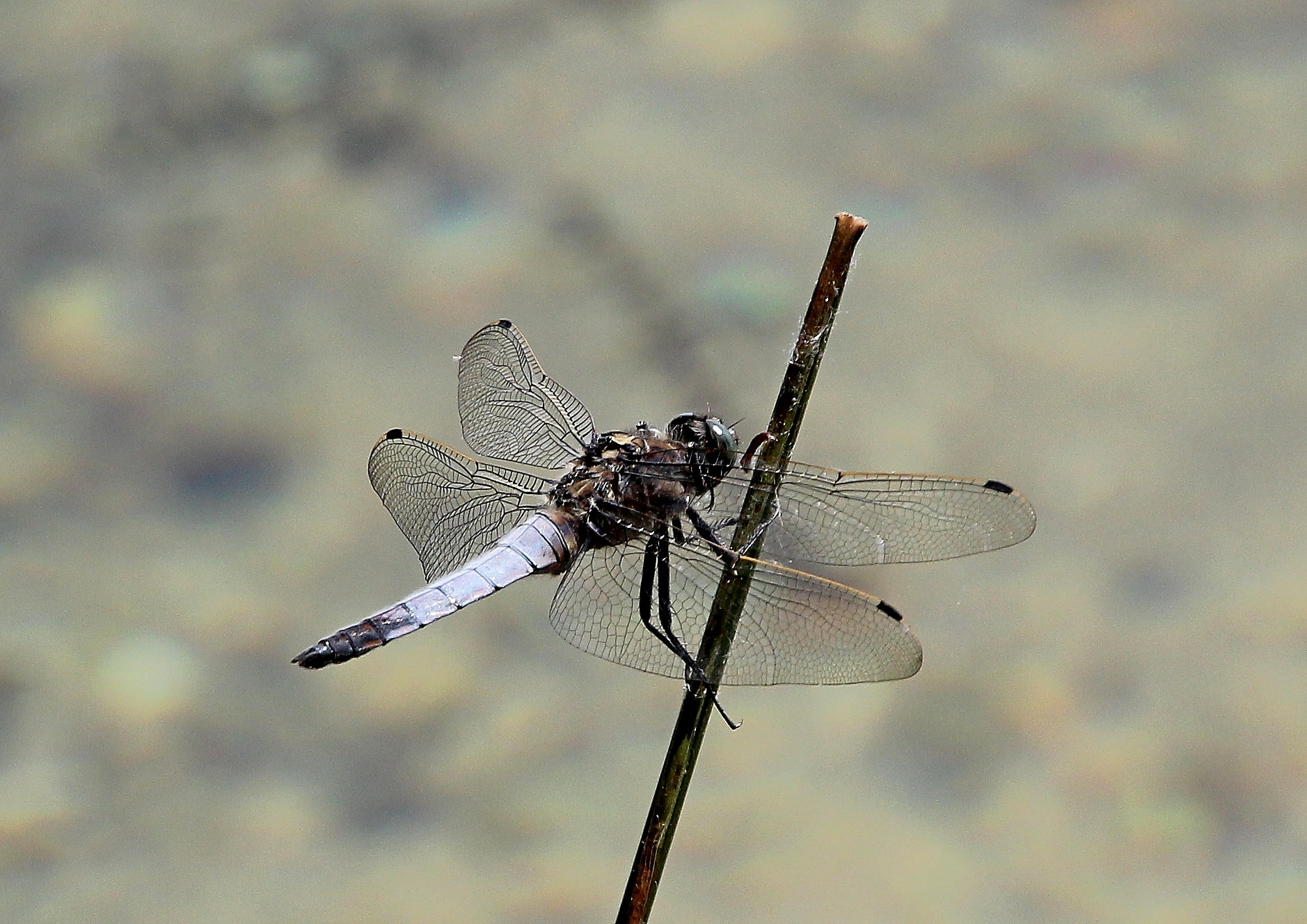 Canon EOS 550D (EOS Rebel T2i / EOS Kiss X4) + Canon 18-270mm sample photo. Dragonfly photography