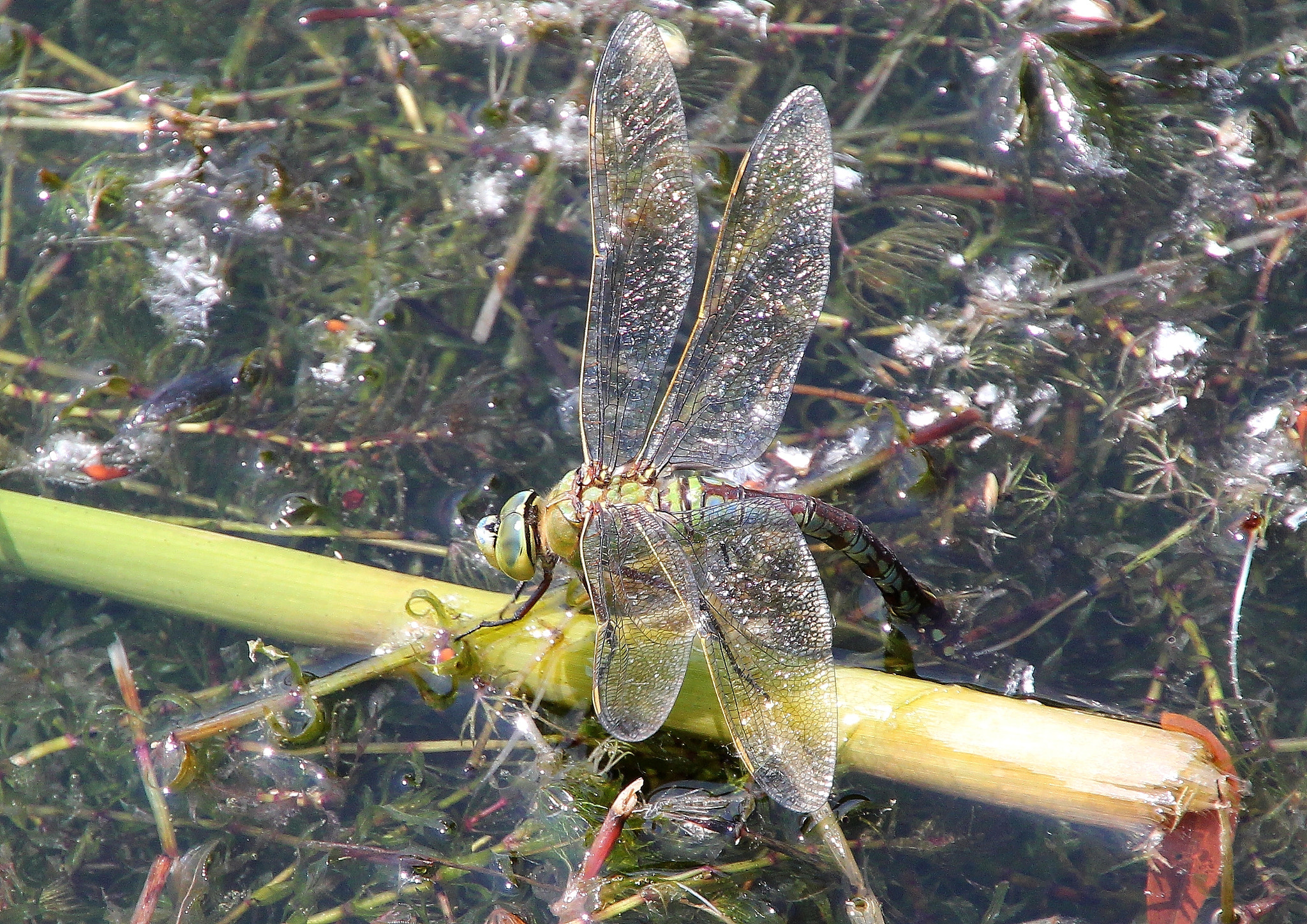Canon EOS 550D (EOS Rebel T2i / EOS Kiss X4) + Canon 18-270mm sample photo. Dragonfly photography