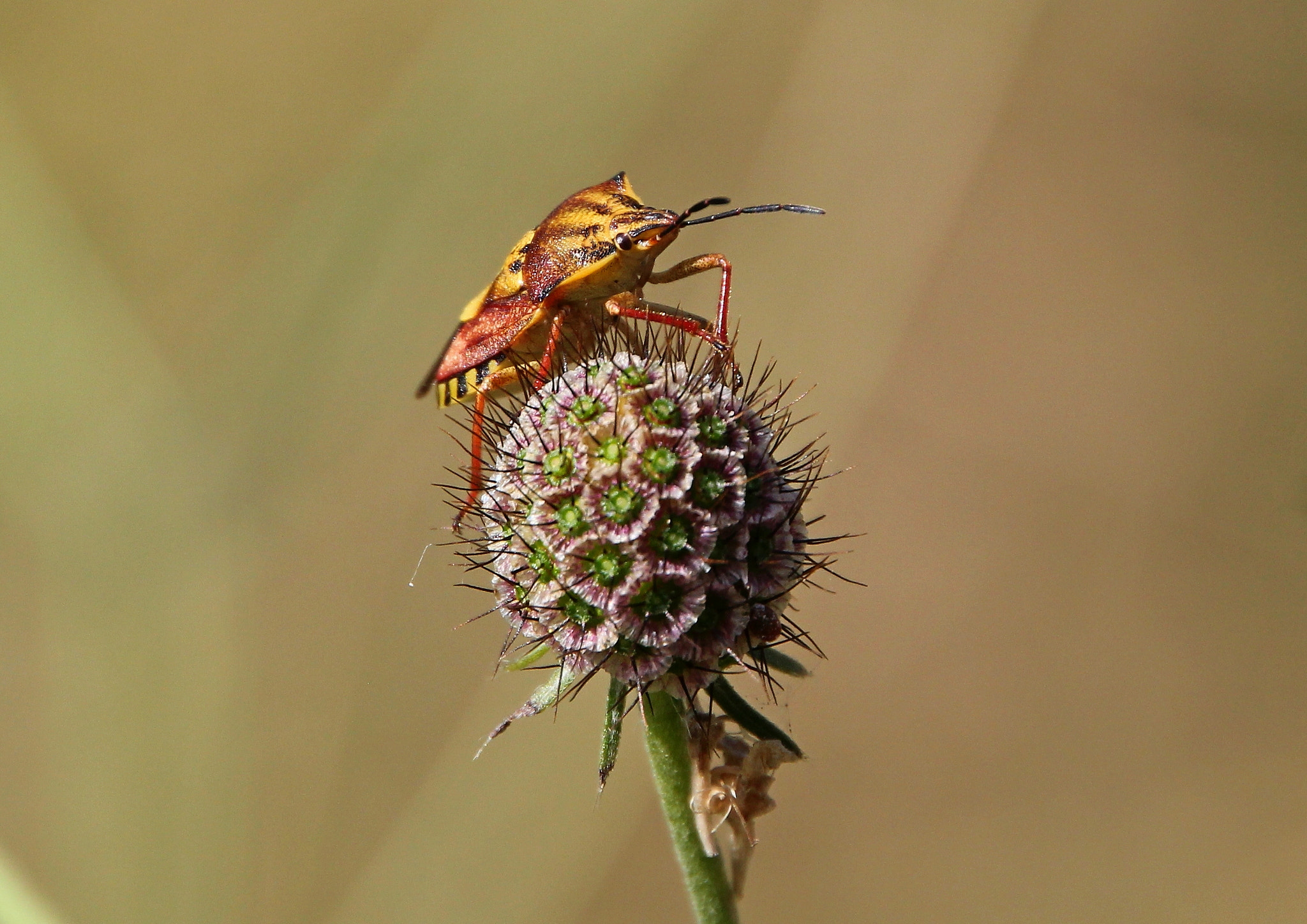 Canon EOS 550D (EOS Rebel T2i / EOS Kiss X4) + Canon 18-270mm sample photo. Bug photography