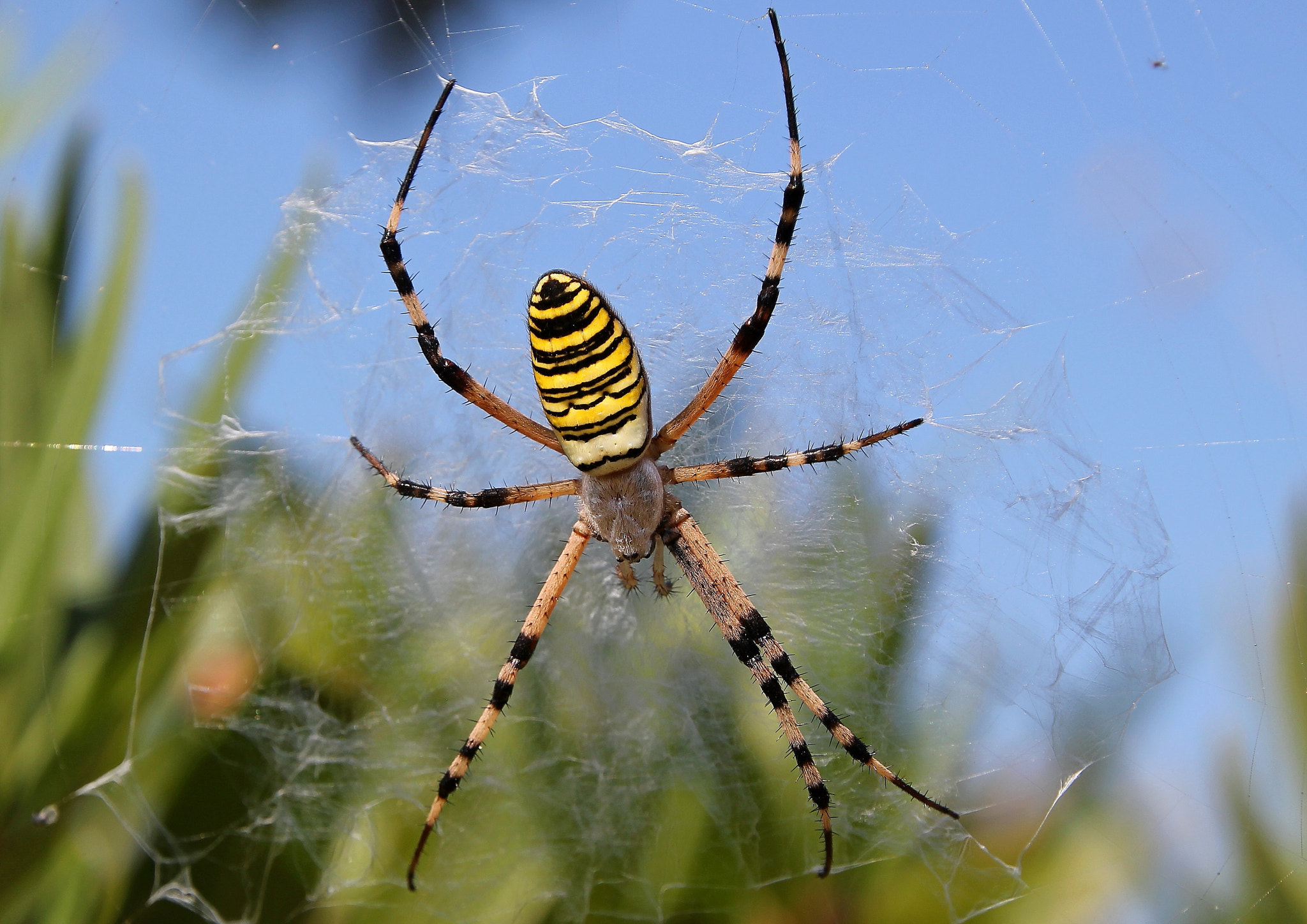 Canon EOS 550D (EOS Rebel T2i / EOS Kiss X4) + Canon 18-270mm sample photo. Spider photography