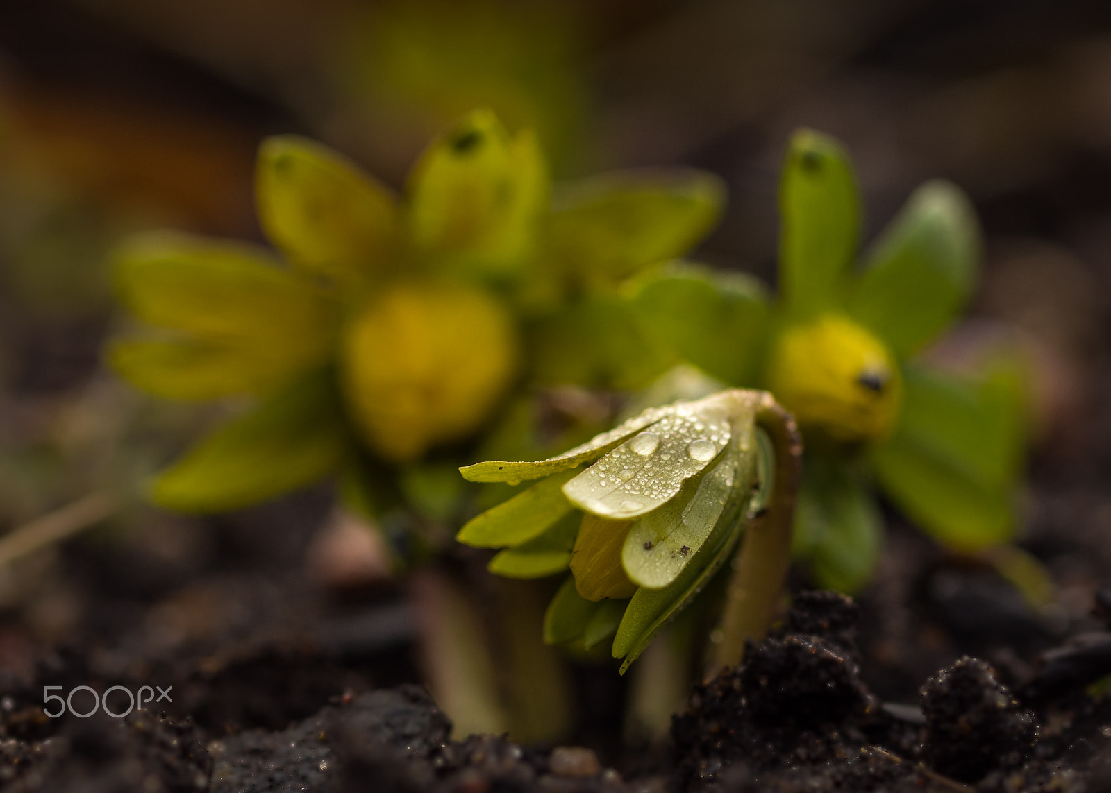 Olympus OM-D E-M5 + OLYMPUS 50mm Lens sample photo. It begins... photography