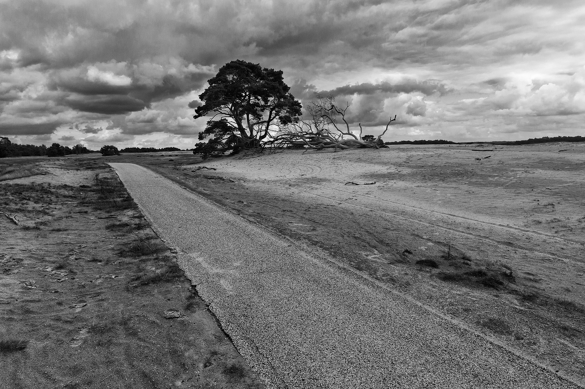 Sigma 20mm EX f/1.8 sample photo. Hoge veluwe photography
