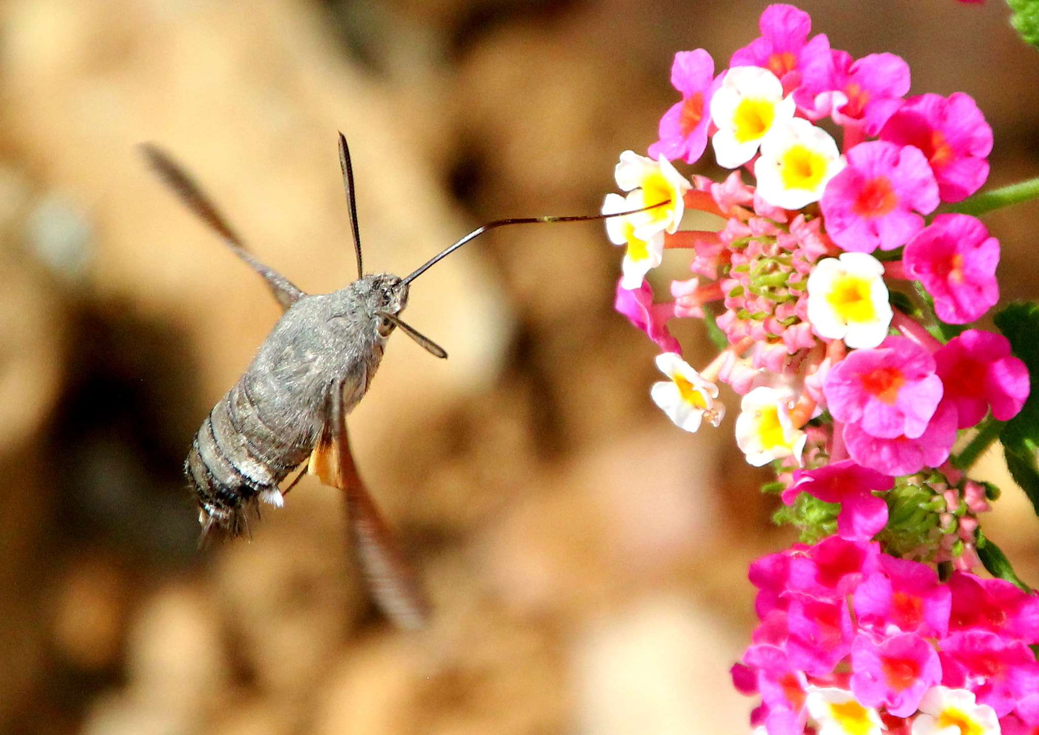 Canon EOS 550D (EOS Rebel T2i / EOS Kiss X4) + Canon 18-270mm sample photo. Sphinx photography