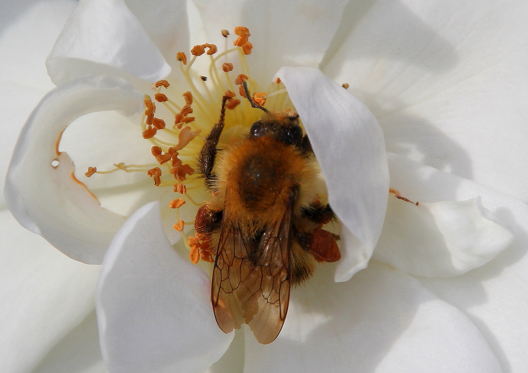 Canon EOS 550D (EOS Rebel T2i / EOS Kiss X4) + Canon 18-270mm sample photo. Bumblebee photography