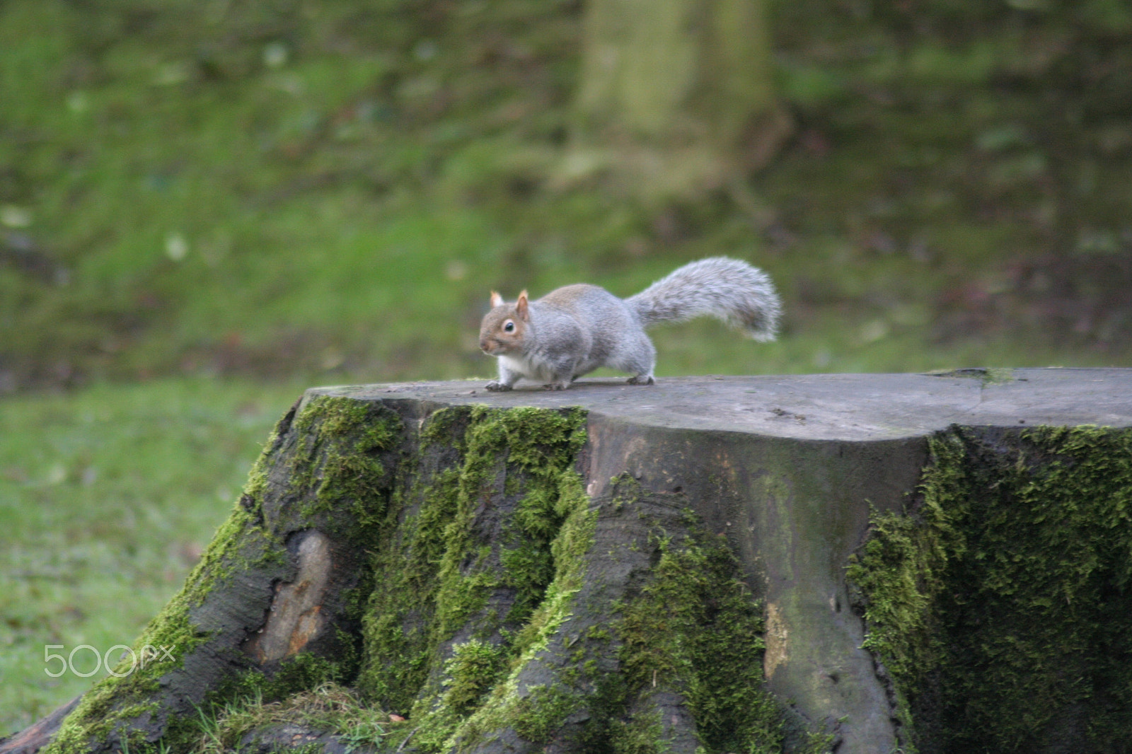 Canon EOS 350D (EOS Digital Rebel XT / EOS Kiss Digital N) sample photo. Local squirell of buxton photography