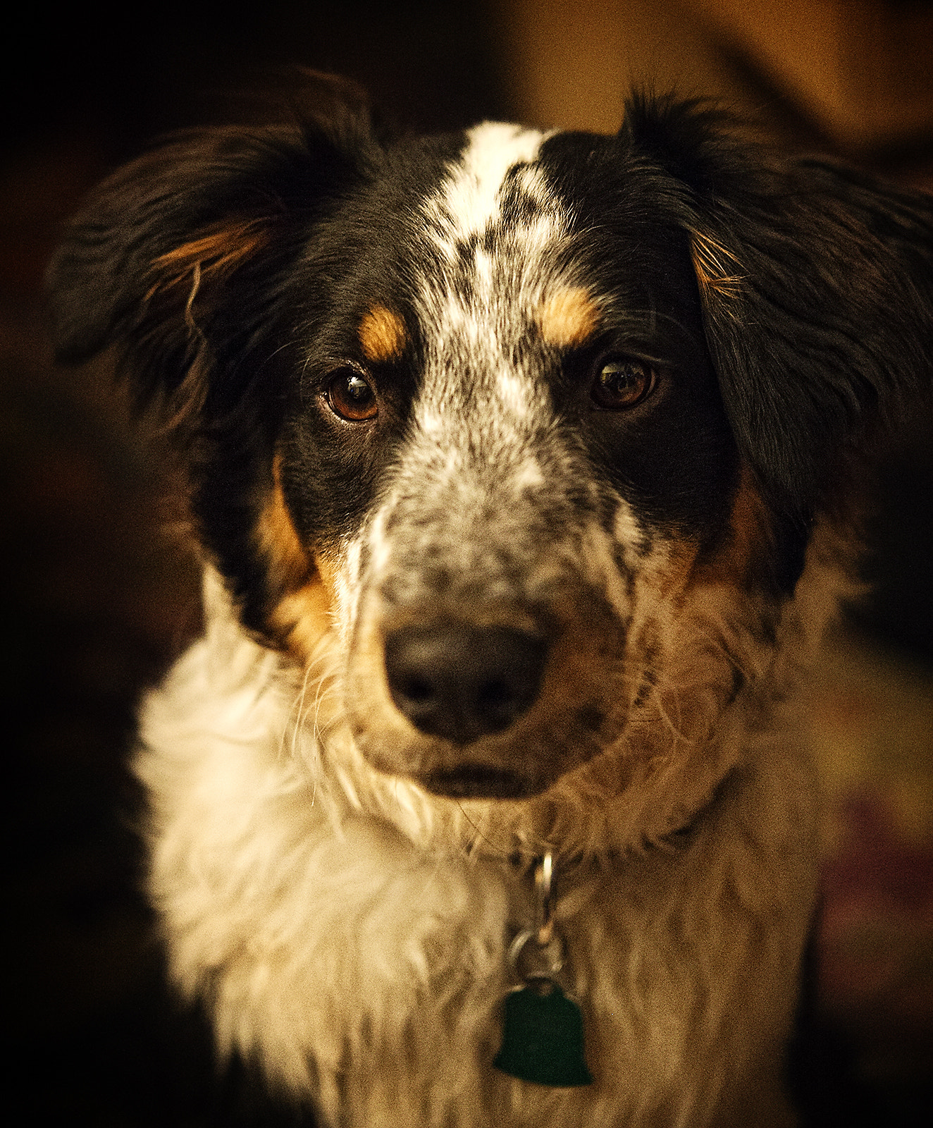 Nikon AF-S Micro-Nikkor 60mm F2.8G ED sample photo. Bailey photography