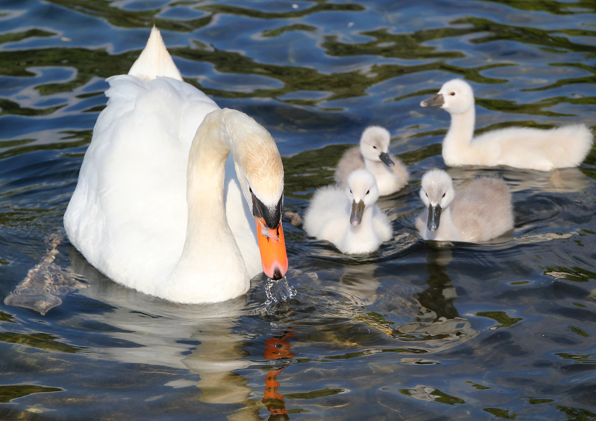 Canon EOS 550D (EOS Rebel T2i / EOS Kiss X4) + Canon 18-270mm sample photo. Swans photography