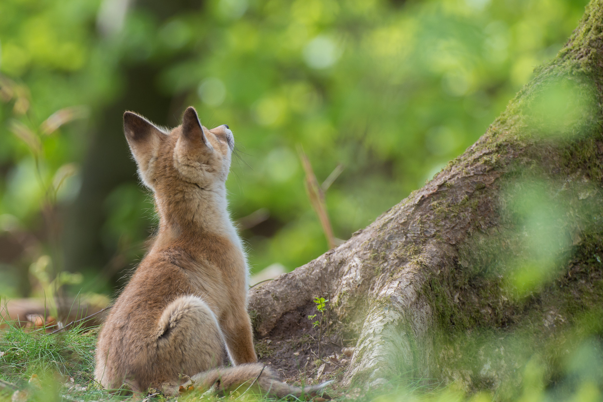 Nikon AF-S Nikkor 500mm F4D ED-IF II sample photo. Challenge for a young red fox photography