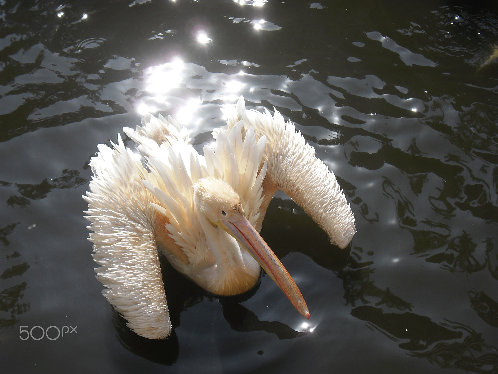 Samsung ES80/ ES81 sample photo. Pelican in water photography