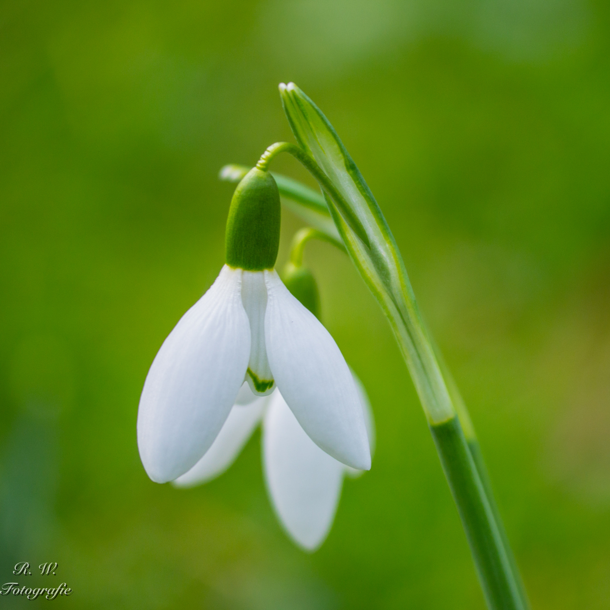 Panasonic Lumix DMC-GH3 sample photo. Schneeglöckchen photography