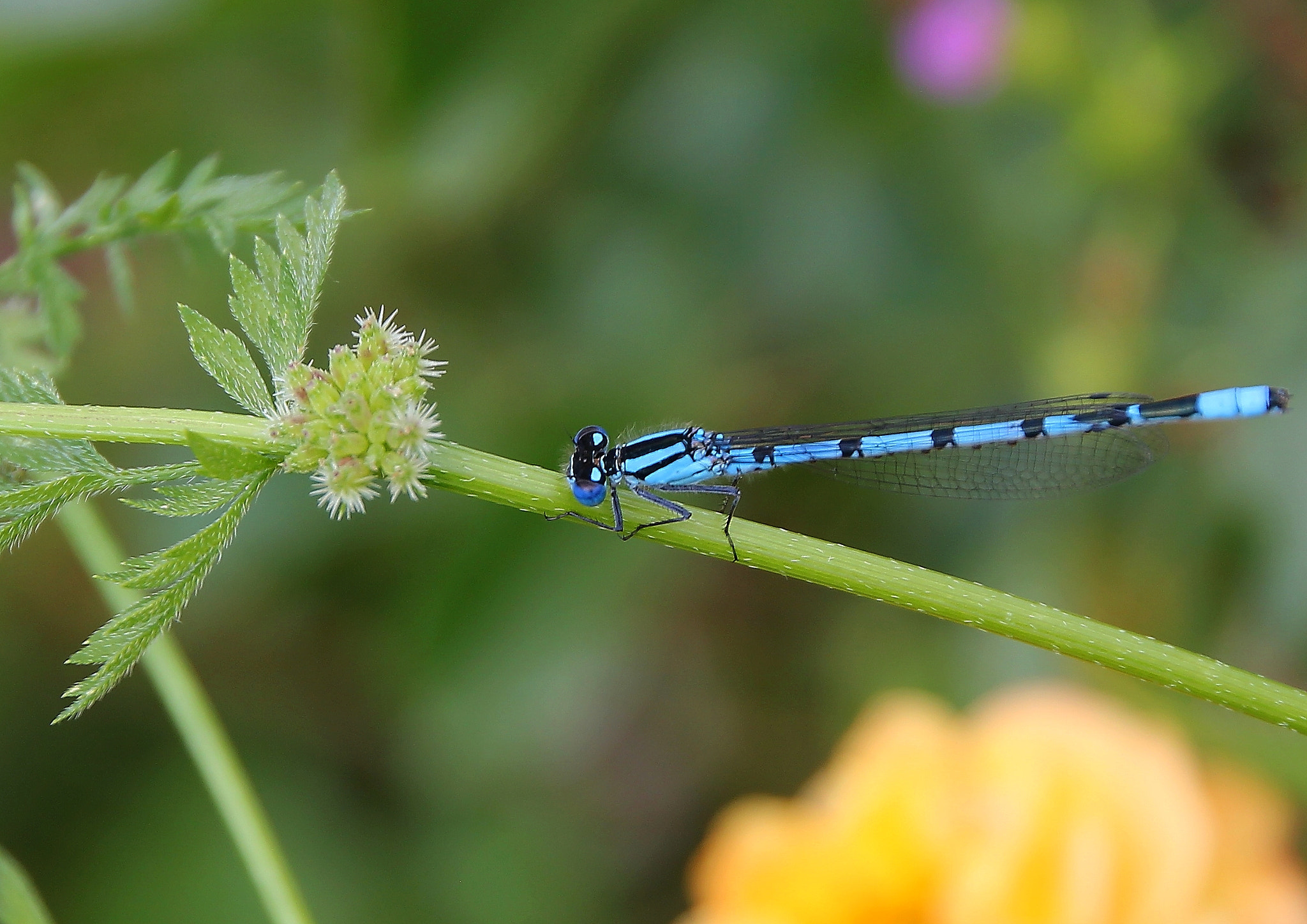 Canon EOS 550D (EOS Rebel T2i / EOS Kiss X4) + Canon 18-270mm sample photo. Dragonfly photography