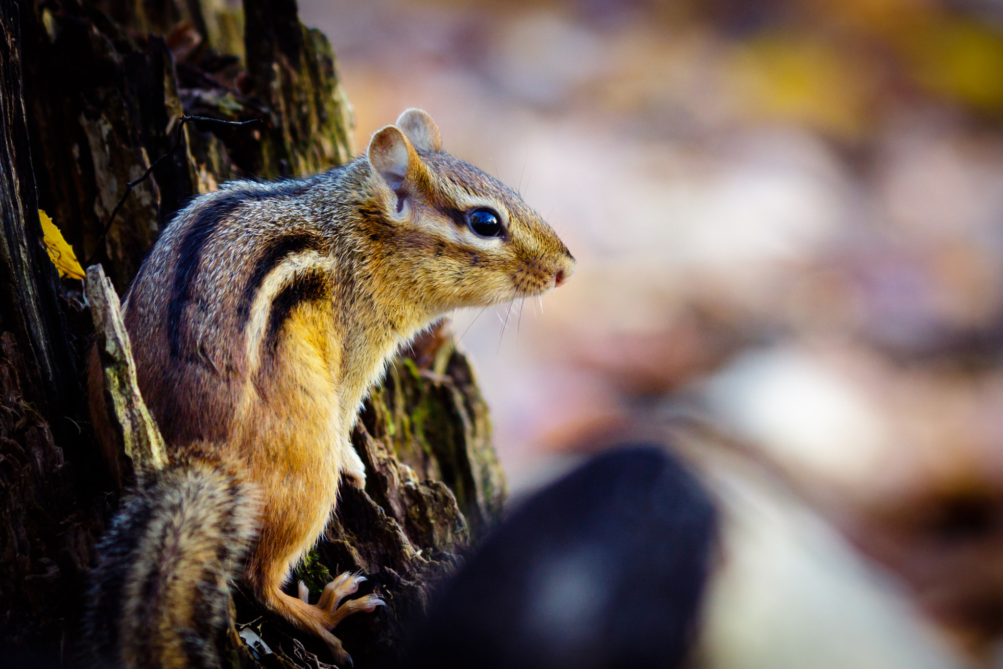 Canon EOS 7D Mark II + Canon EF 135mm F2L USM sample photo. Chipmunk photography