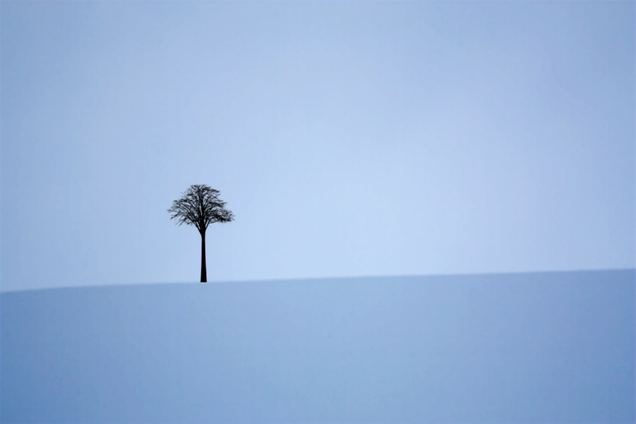 Canon EOS 450D (EOS Rebel XSi / EOS Kiss X2) sample photo. Tree without forest photography