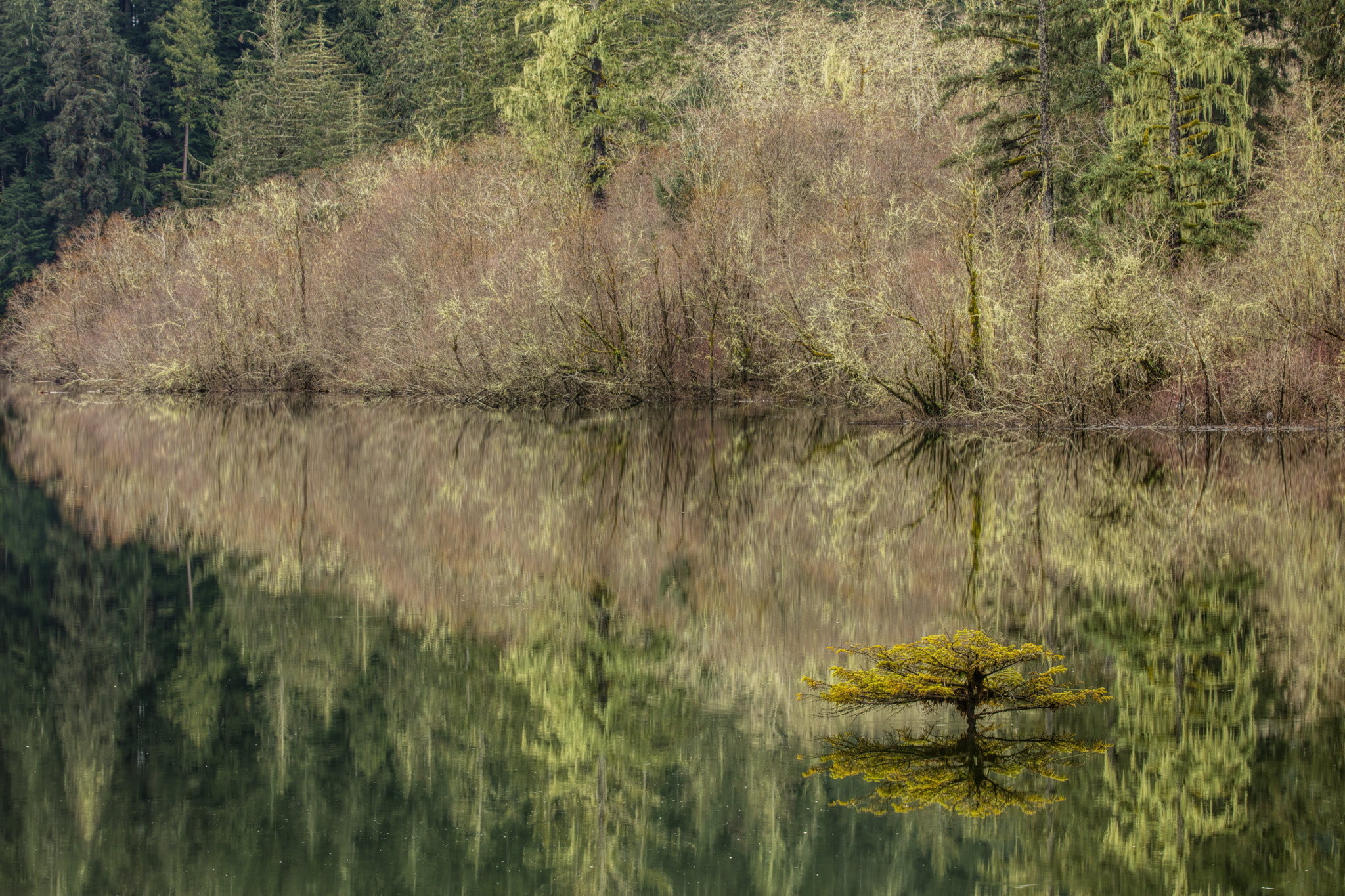 Canon EF 70-200mm F2.8L IS II USM sample photo. Fairy lake tree photography
