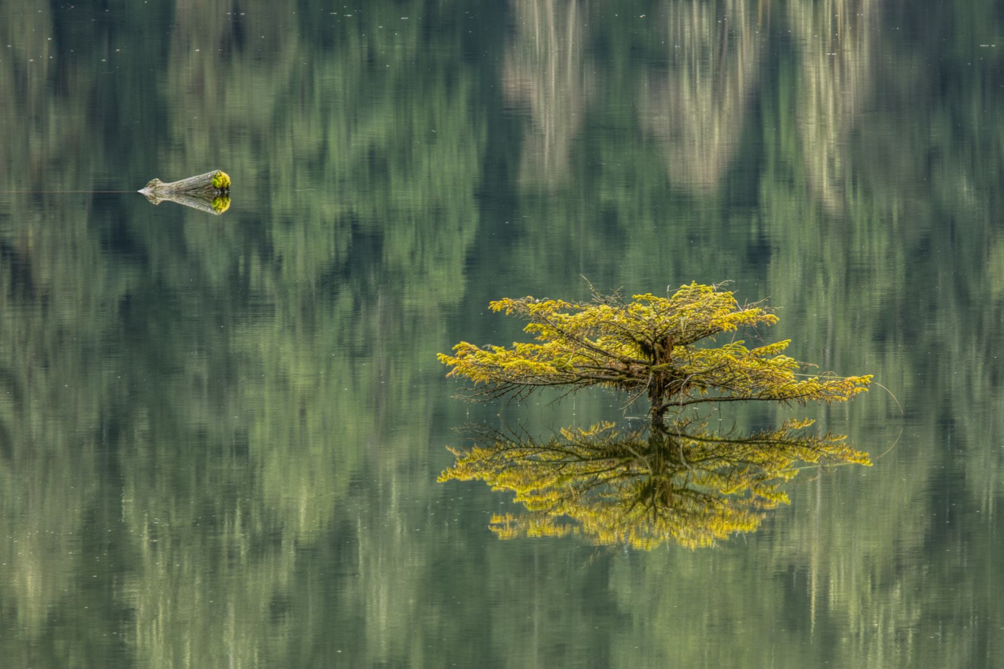 Canon EF 70-200mm F2.8L IS II USM sample photo. Fairy lake tree photography