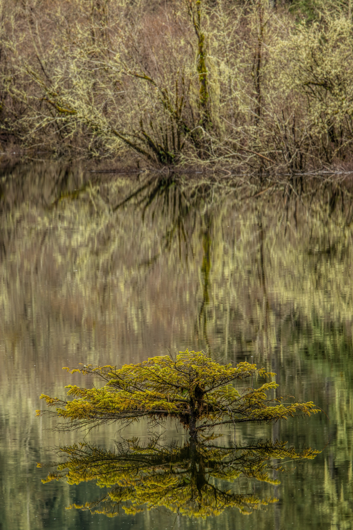 Canon EOS 5DS + Canon EF 70-200mm F2.8L IS II USM sample photo. Fairy lake tree photography