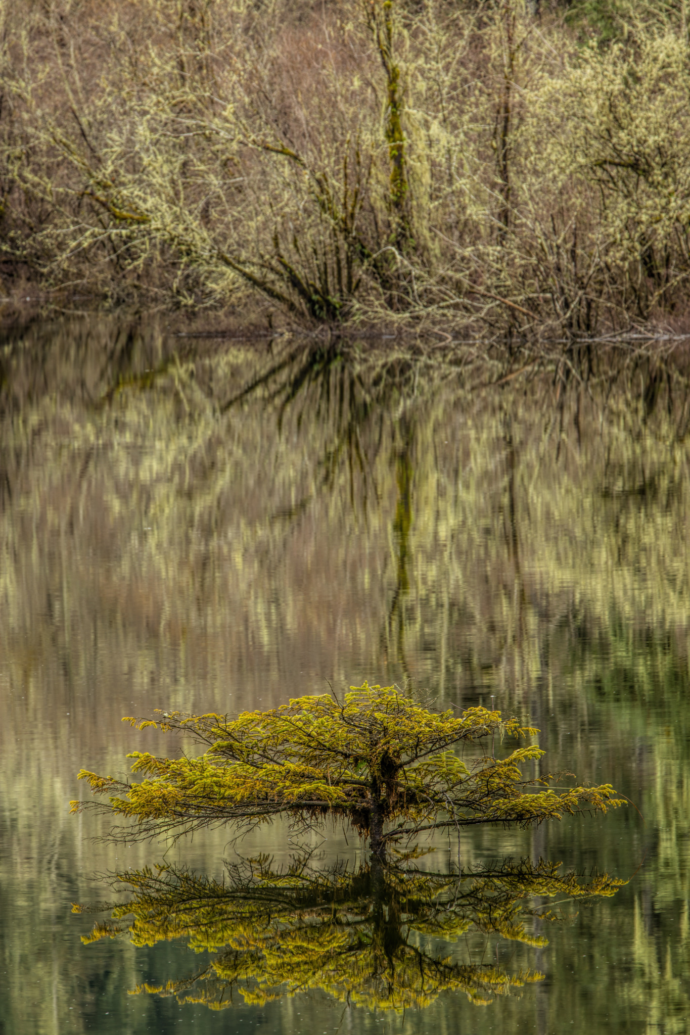 Canon EF 70-200mm F2.8L IS II USM sample photo. Fairy lake tree photography