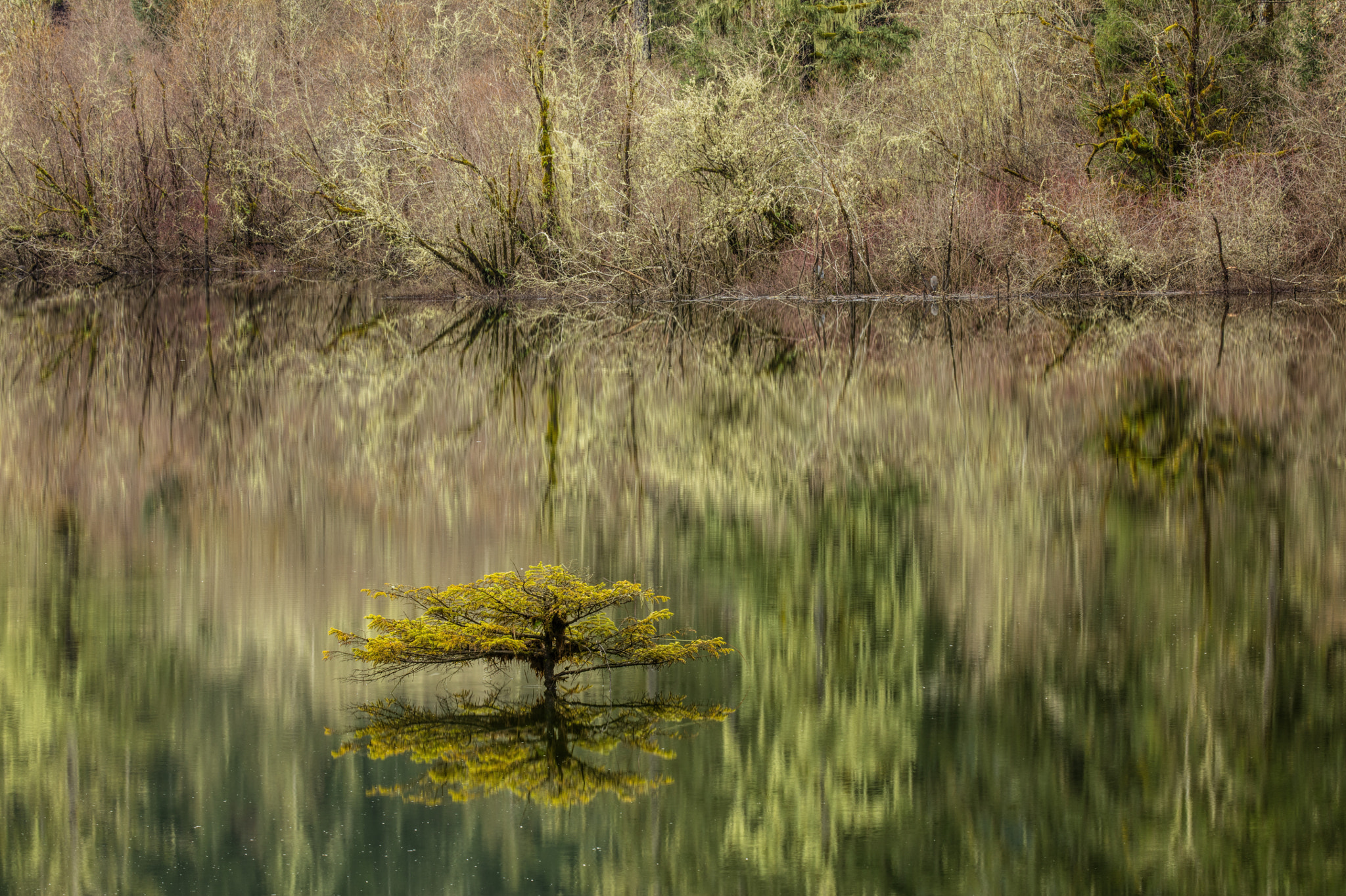 Canon EF 70-200mm F2.8L IS II USM sample photo. Fairy lake tree photography