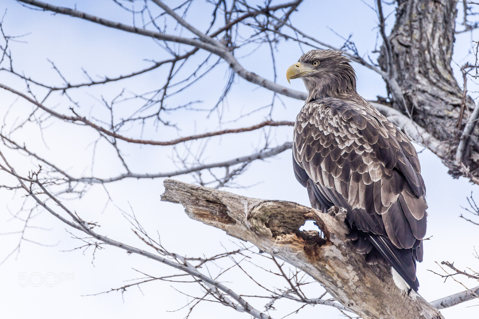 70-300mm F3.8-5.4 OSS sample photo. Gallant photography