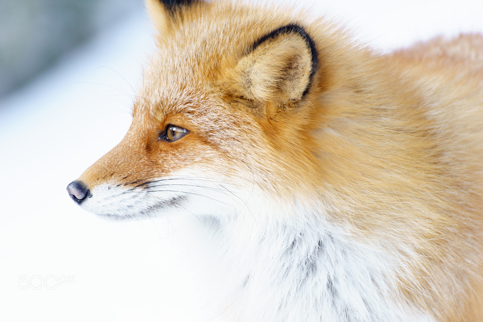 70-300mm F3.8-5.4 OSS sample photo. Collapse wildlife photography