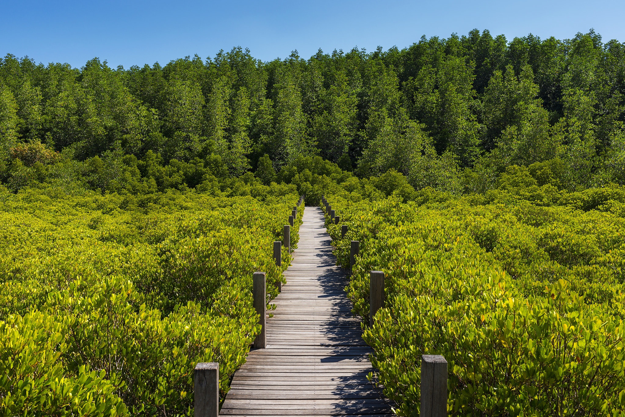 Nikon D800 + AF-S Nikkor 35mm f/1.8G sample photo. The green way photography