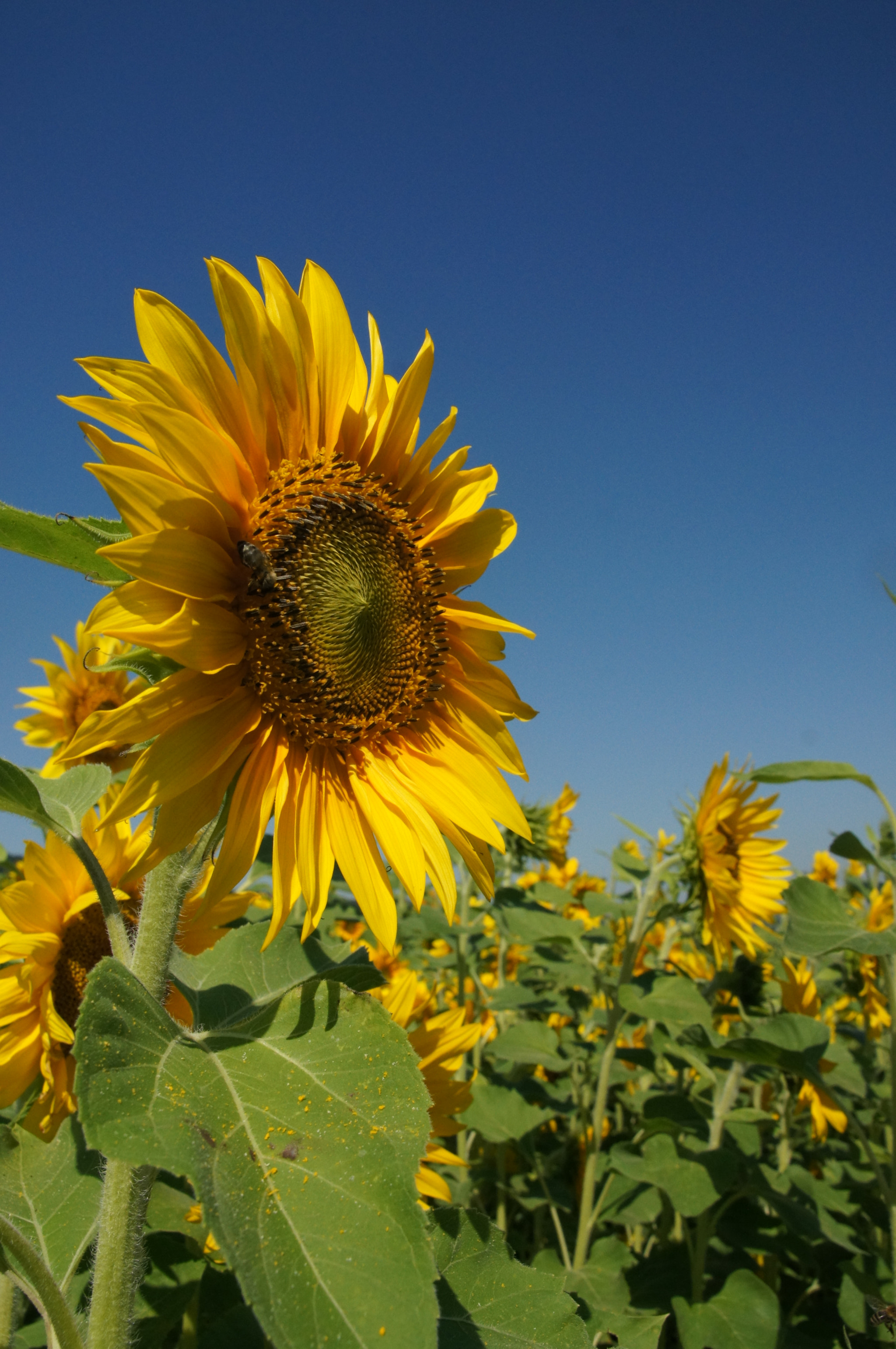 Sony SLT-A55 (SLT-A55V) + Sigma 18-200mm F3.5-6.3 DC sample photo. Sunflower photography