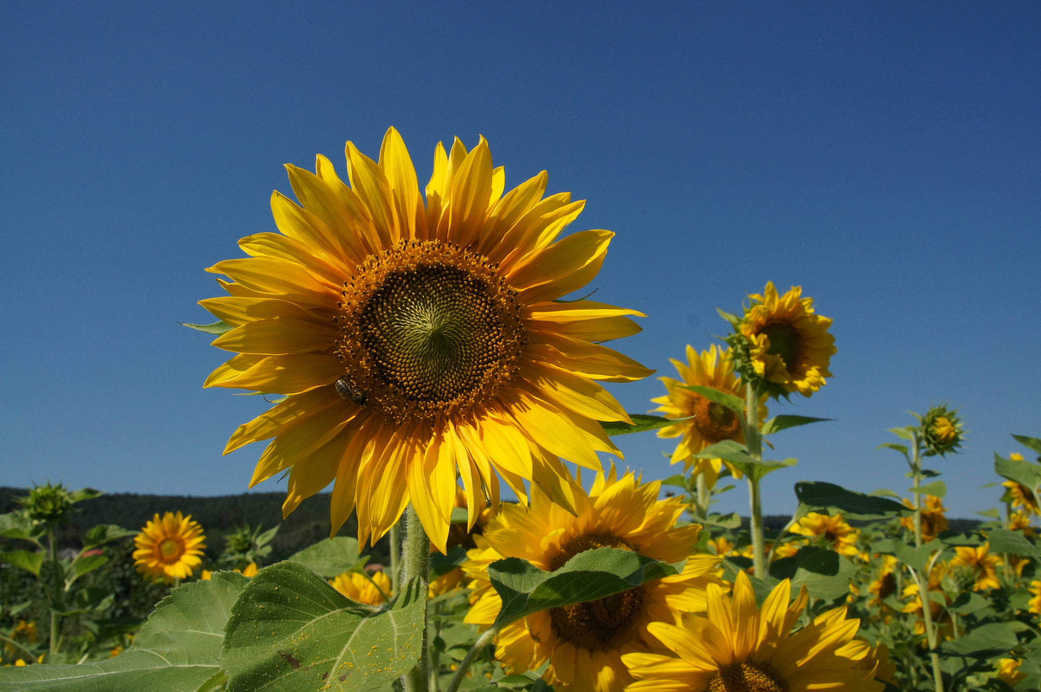 Sony SLT-A55 (SLT-A55V) + Sigma 18-200mm F3.5-6.3 DC sample photo. Sunflowers photography