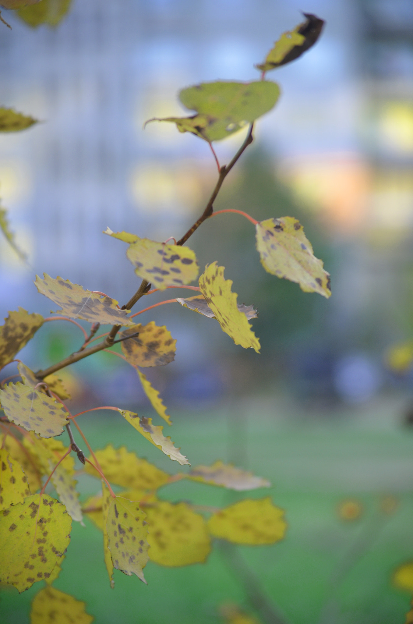 Nikon D5100 + Sigma 50mm F1.4 EX DG HSM sample photo. Dsc_76390.jpg photography