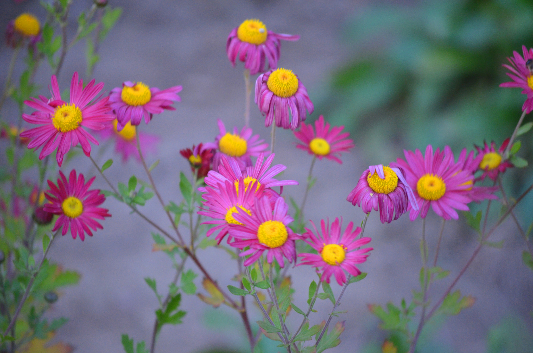 Nikon AF DX Fisheye-Nikkor 10.5mm F2.8G ED sample photo. Pink flowers photography