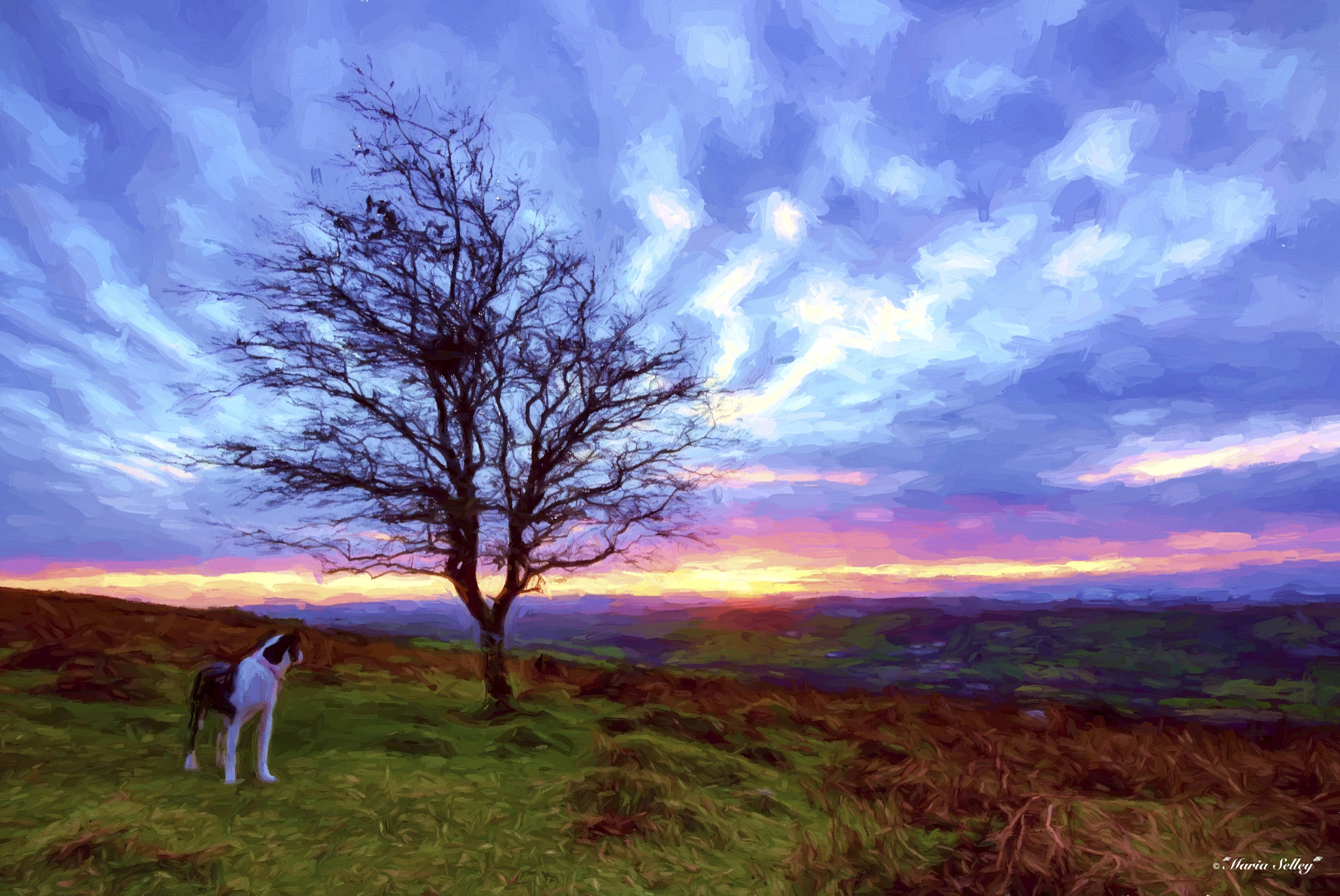 Panasonic Lumix G Vario 7-14mm F4 ASPH sample photo. Watching the sun go down ! photography
