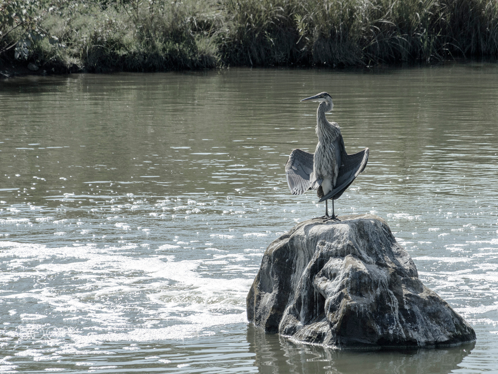 Olympus PEN E-PL5 sample photo. Great blue heron drying it's wings photography