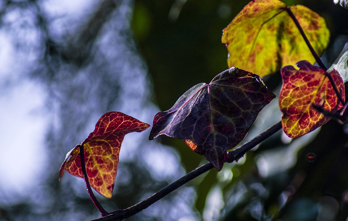smc PENTAX-FA 100-300mm F4.7-5.8 sample photo. Natural colors photography
