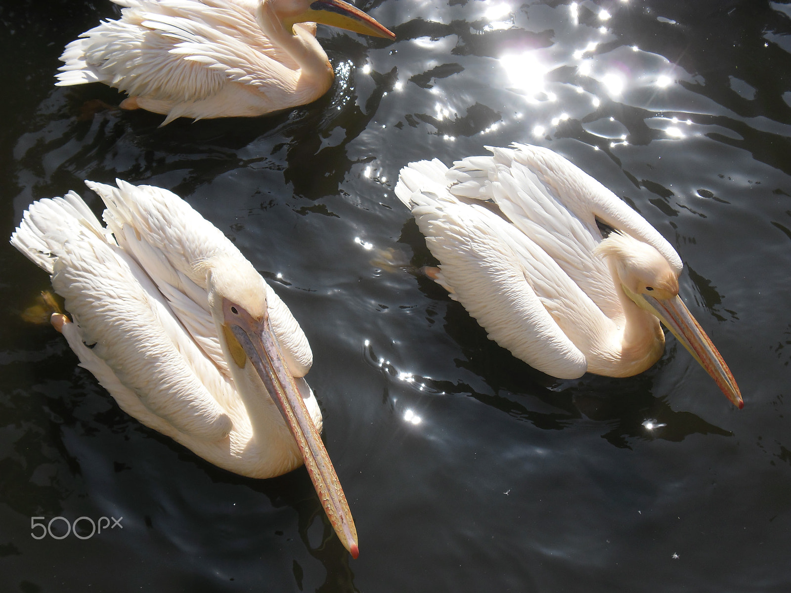 Samsung ES80/ ES81 sample photo. Pelican photography