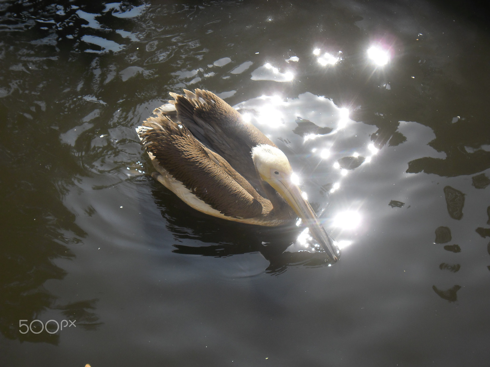 Samsung ES80/ ES81 sample photo. Pelican photography
