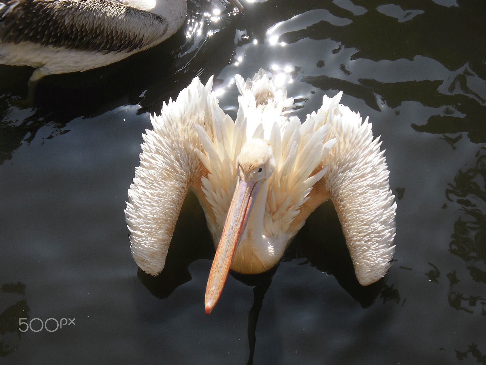 Samsung ES80/ ES81 sample photo. Pelican photography