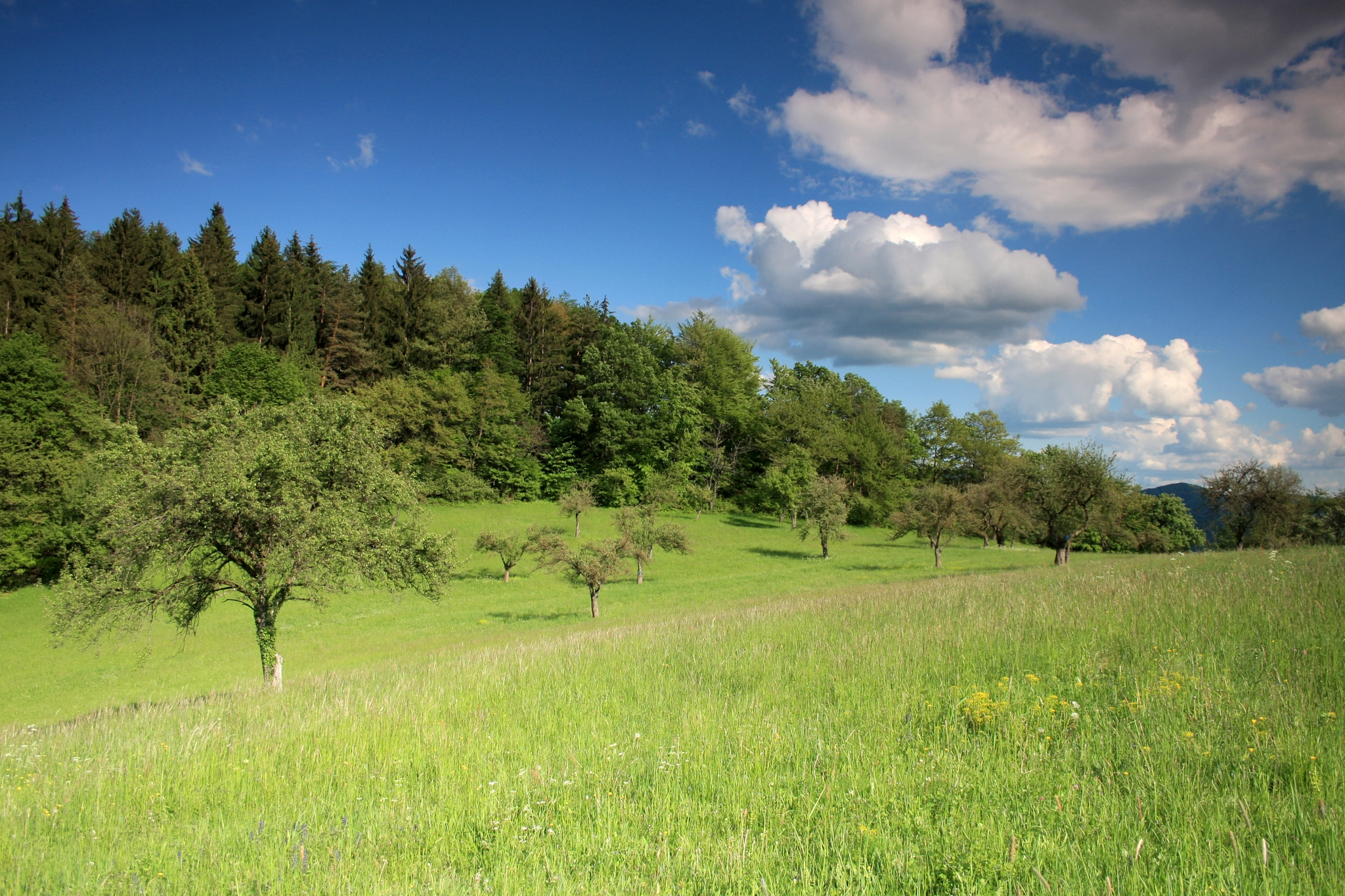 Canon EF-S 18-55mm F3.5-5.6 sample photo. Meadow photography