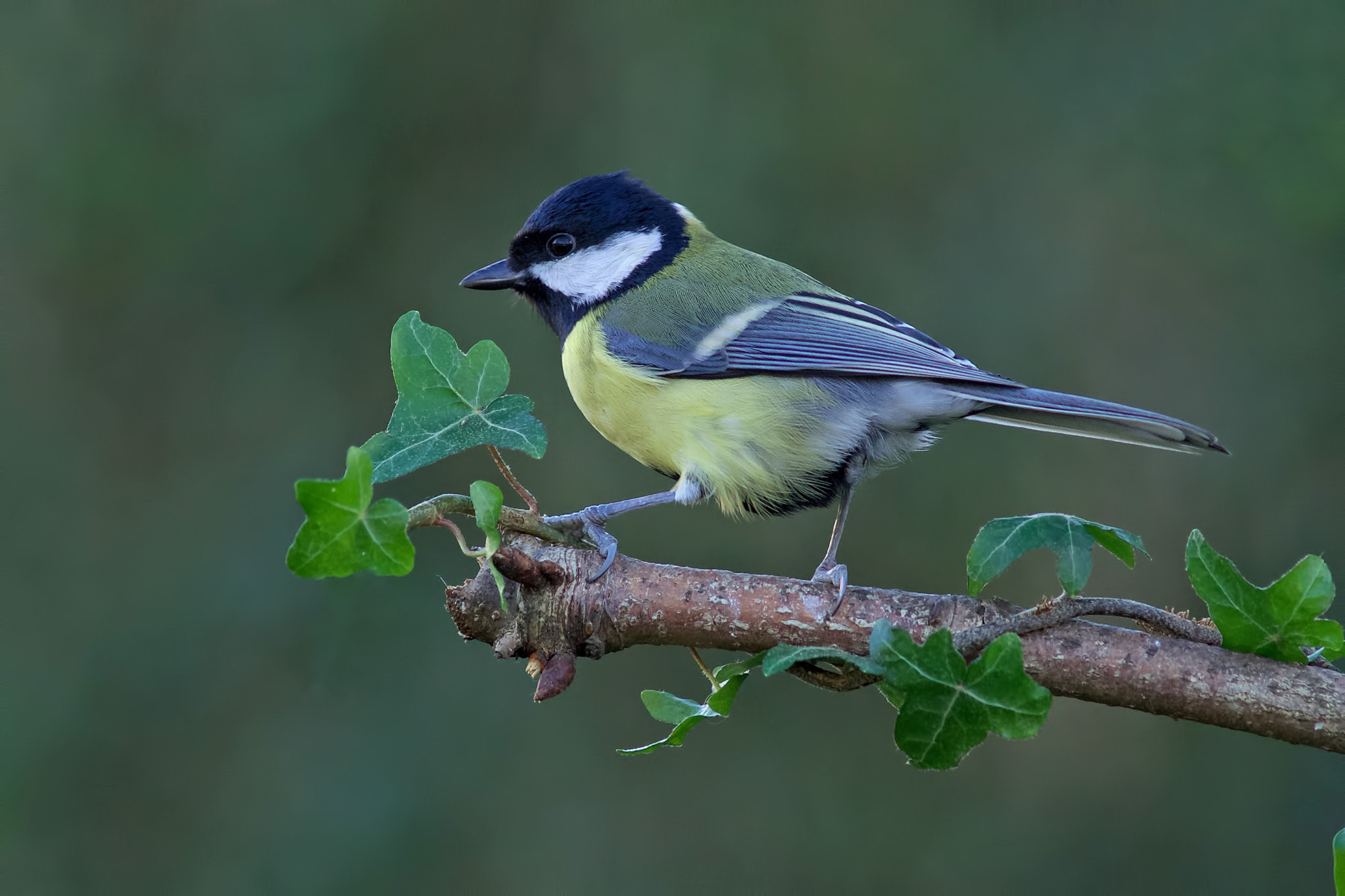 Sony a99 II sample photo. Great tit photography