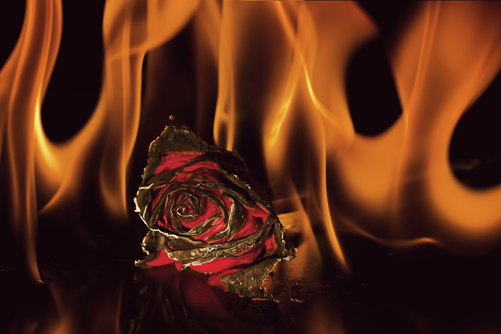 Canon EOS 450D (EOS Rebel XSi / EOS Kiss X2) sample photo. Burned rose photography
