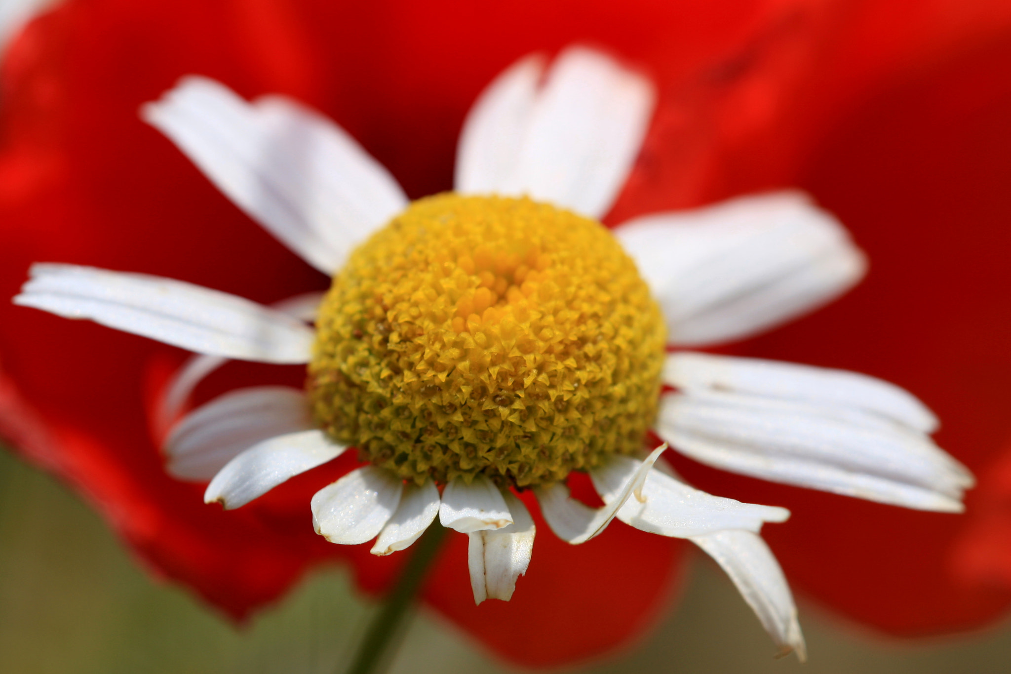 Sigma APO Macro 150mm f/2.8 EX DG HSM sample photo. Camomile vs. poppy photography