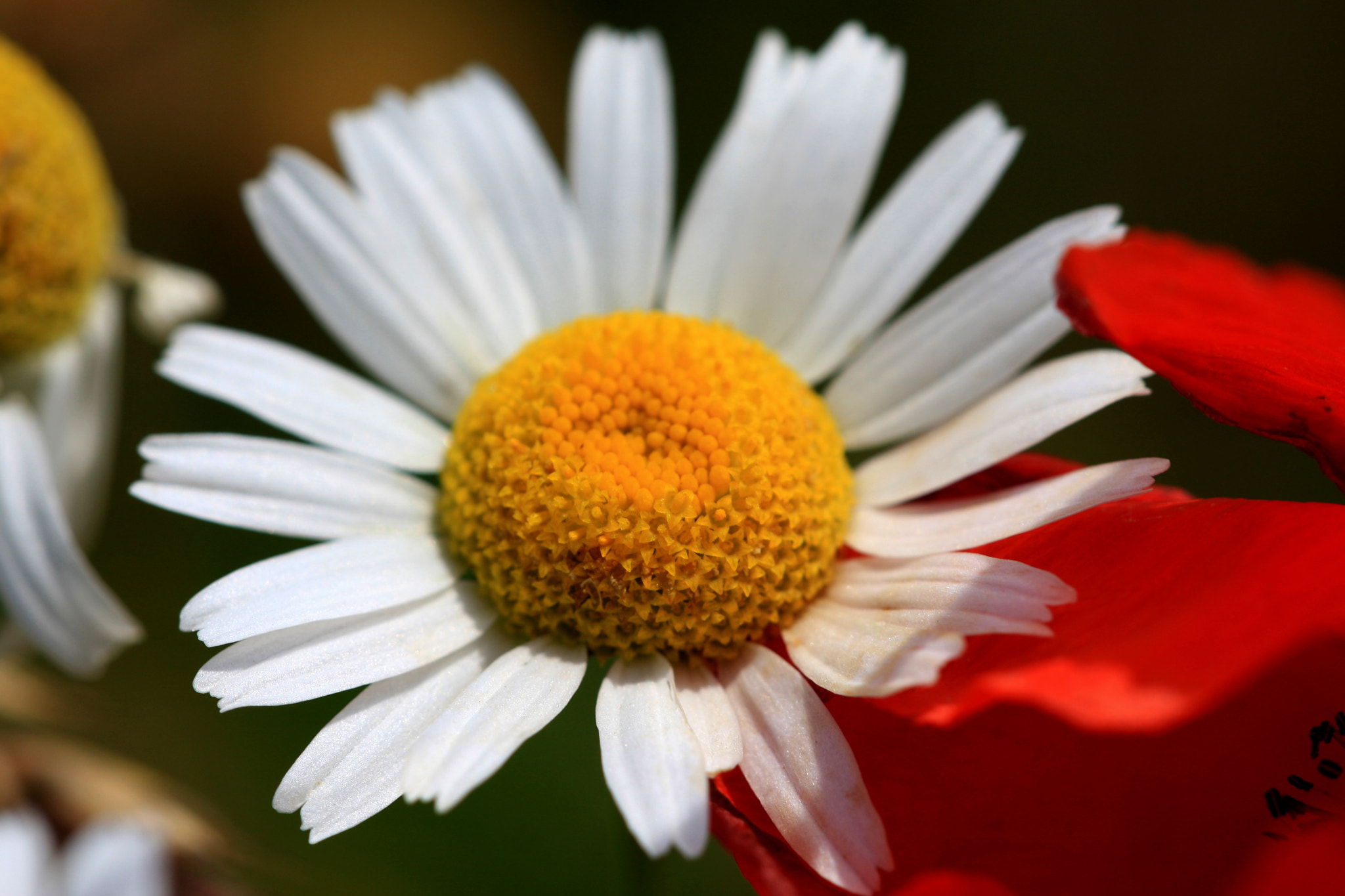 Sigma APO Macro 150mm f/2.8 EX DG HSM sample photo. Camomile photography